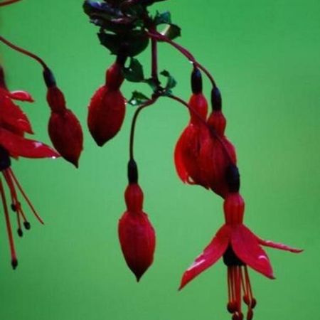Fuchsia House Villa Knights Town Dış mekan fotoğraf